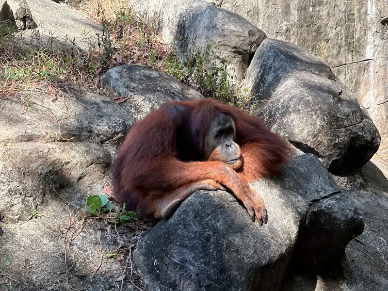 Quand visiter le parc animalier de Phu Quoc ?
