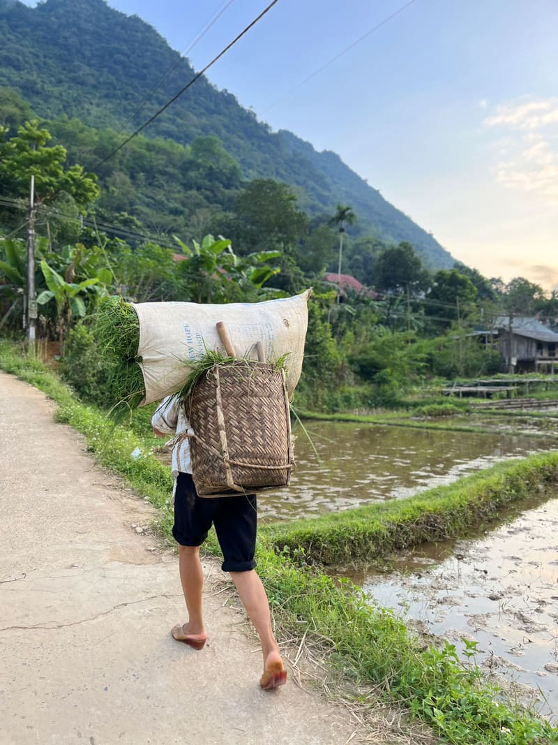 femme à puluong