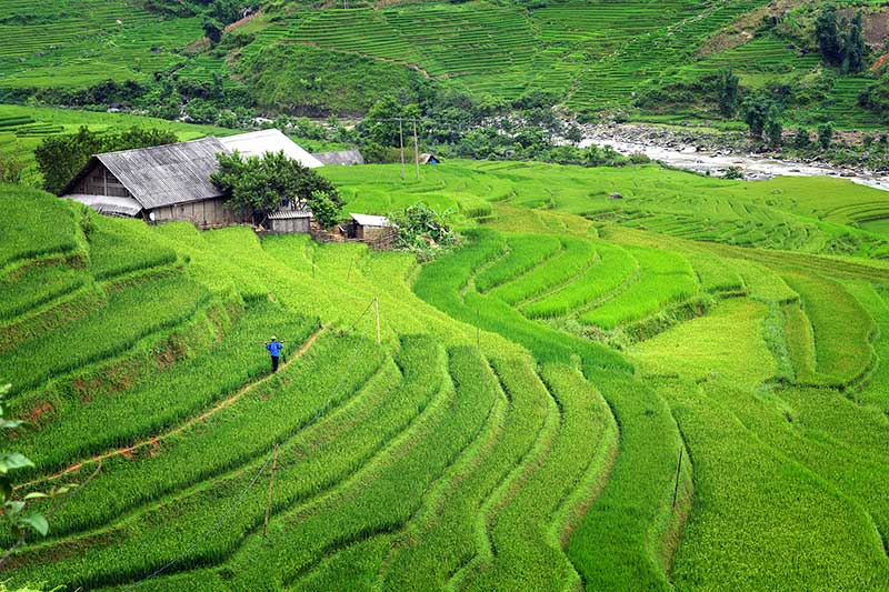 la saison de riz vert sapa