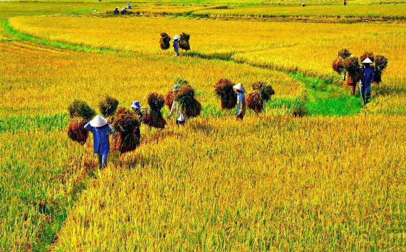 recolte du riz