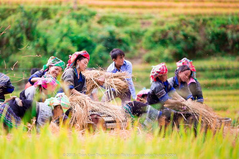 recolte-du-riz-nord-vietnam