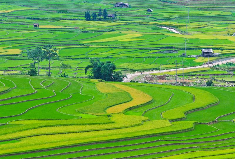rizières en terrasses vertes vietnam