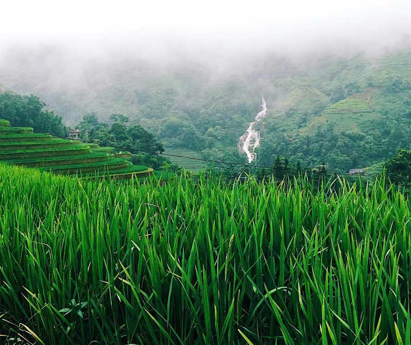 Top 10 Des Meilleurs Endroits Pour Decouvrir Une Riziere Vietnam