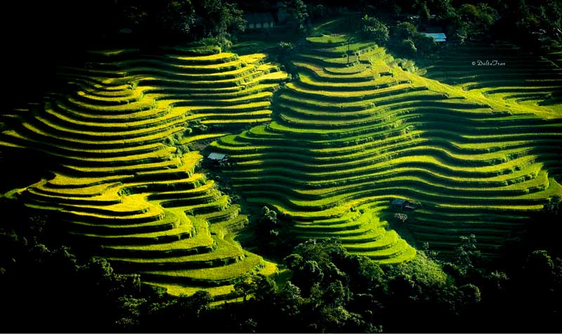  rizières en terrasses de Nam Ty