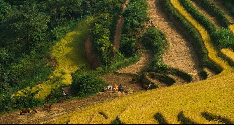 riziere vietnam