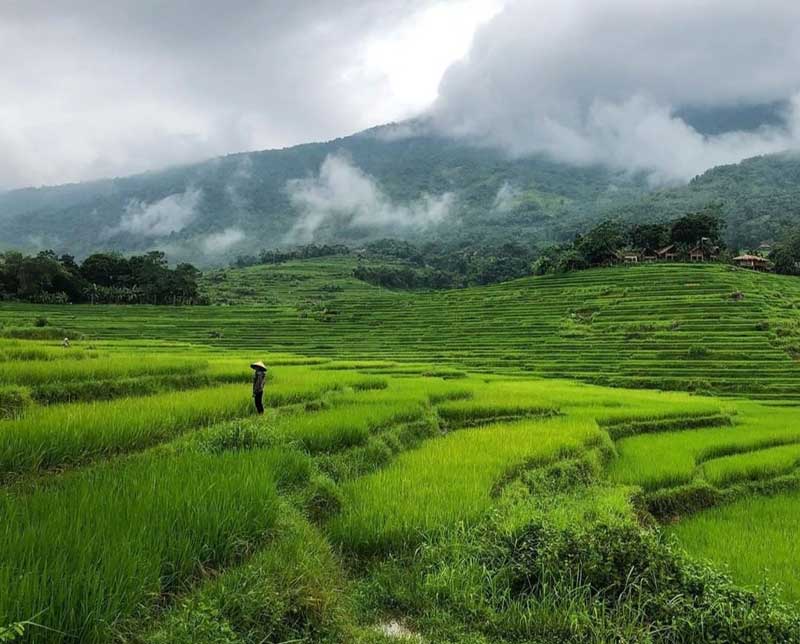 riziere pu luong vietnam