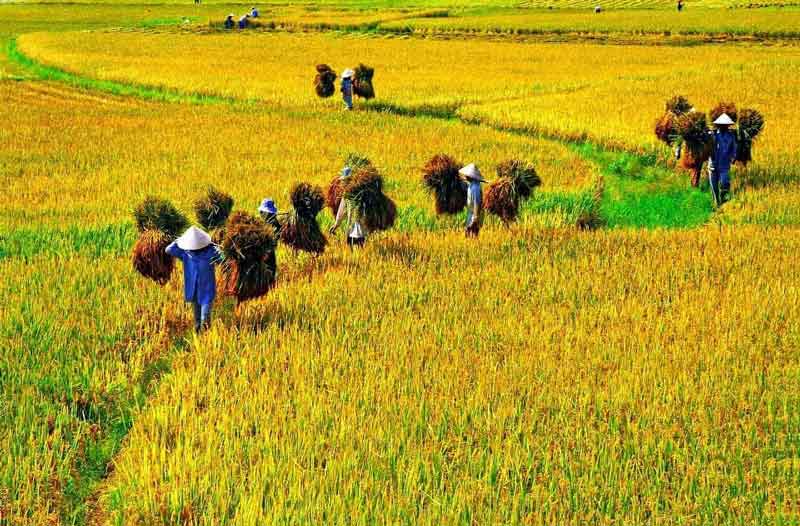 les rizières au vietnam
