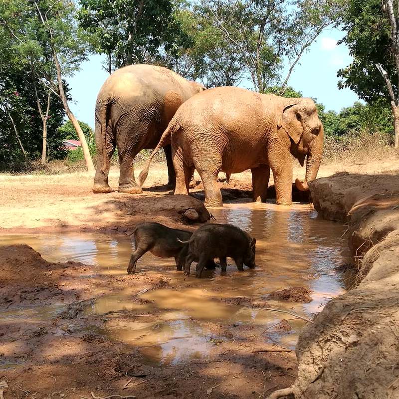 Samui Elephant Sanctuary