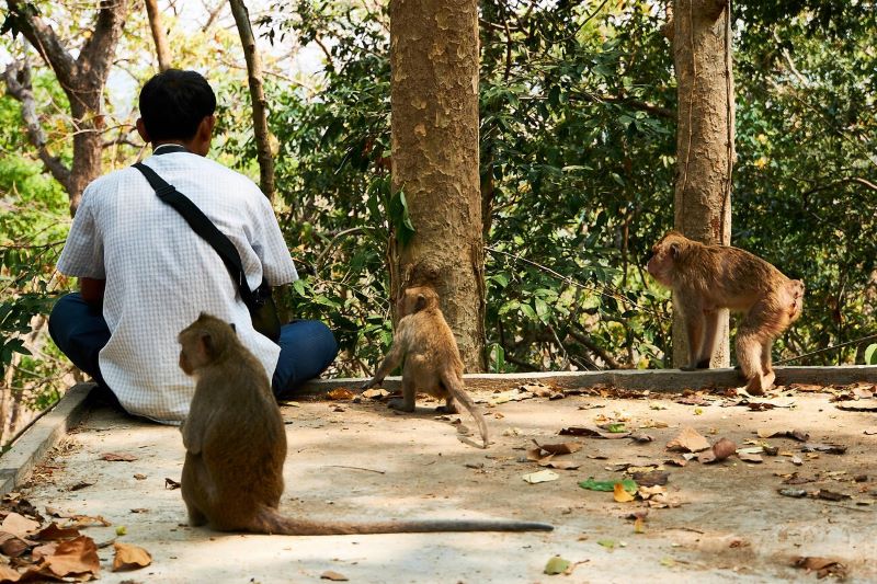 À Phnom Sombok, il est facile de voir des animaux sauvages, tels que des singes