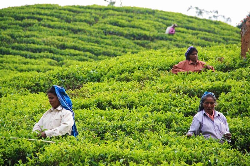 Plantation de thé Sri Lanka