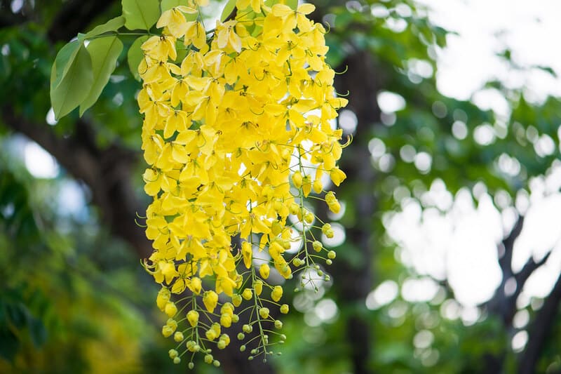 fleur nationale de la Thaïlande