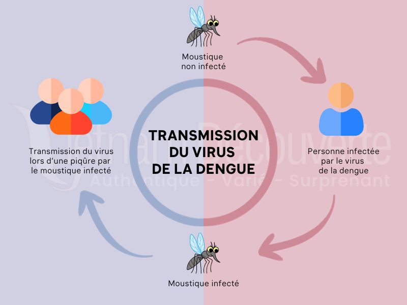 Transmission Virus Dengue