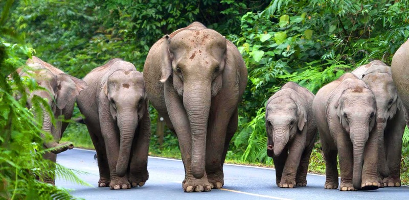 Les éléphants du parc national de Khao Yai