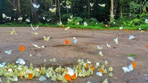 La réserve naturelle Van Long et le parc national Cuc Phuong