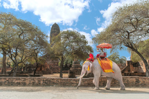 Les sanctuaires d’éléphants