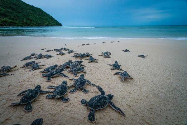 Observation de la ponte des tortues à Con Dao