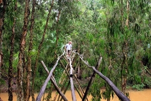 La forêt des cajeputiers de Tra Su