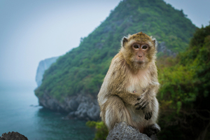 L’Île des Singes