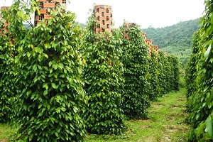 Les plantations de poivre