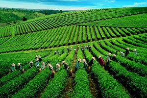 Les plantations de thé et de café