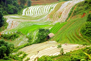 Randonnée ou trek à Sapa