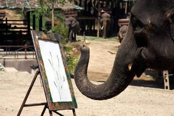 Elephant Camp à Chiang Mai