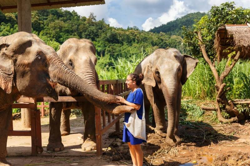 jeune femme et les éléphants