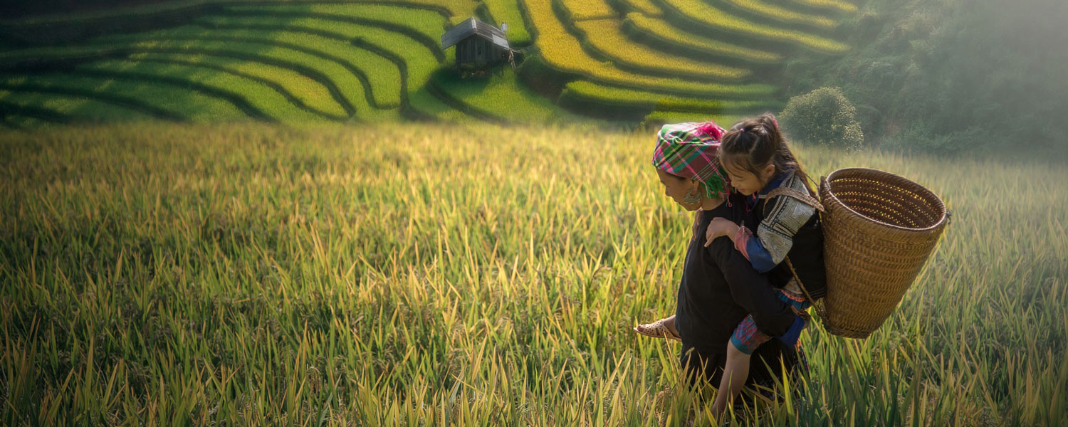riziere en terrasse du nord vietnam