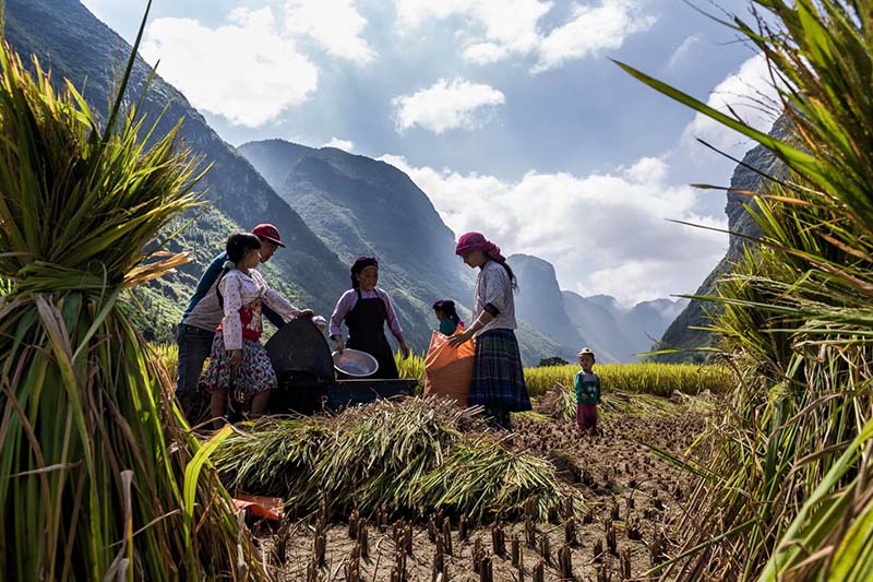 recolte-du-riz-nord-vietnam
