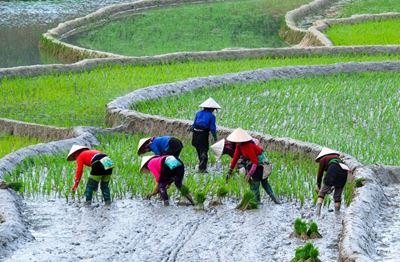 Les paysans en train de planter du riz