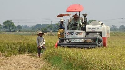 Les paysans récoltent le riz