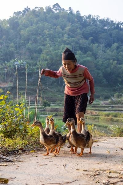 Les habitants locaux et leurs adorables canards.