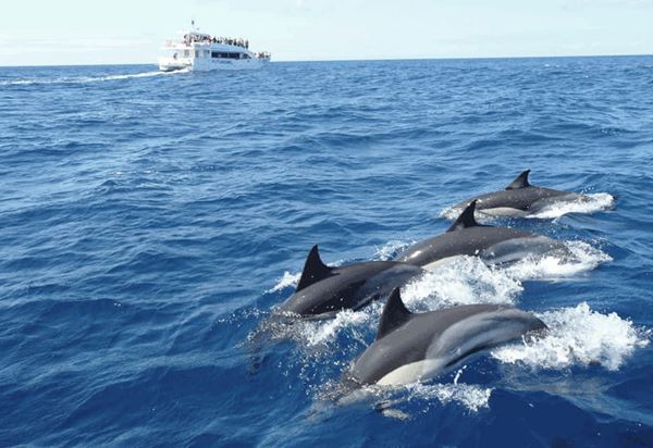 Les dauphins à Kalpitiya