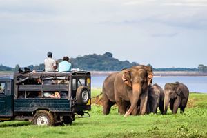 Safari à Udawalawe