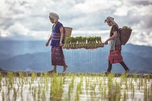 Transport des jeunes riz pour le repiquage des agricultrices