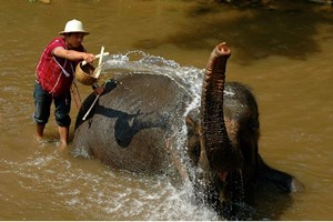 Le lavage d'un éléphant