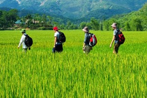 Balade à travers des rizières vertes