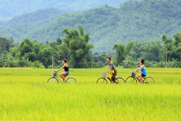 Balade à vélo à travers des rizières