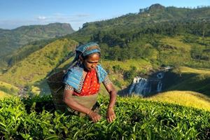 Les collines de thé à Ella