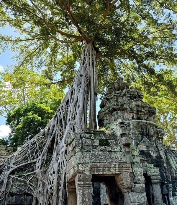 Dans le complexe des temples d'Angkor