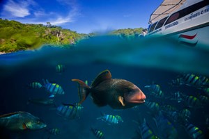 snorkeling phuket