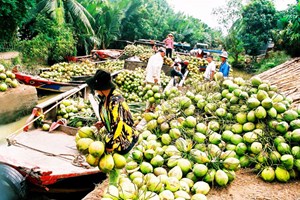 Commerce de coconuts à Ben Tre, Vietnam