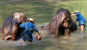 les elephants à chiang mai