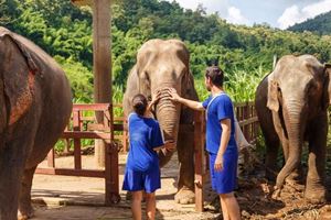 Visite d'un camp éléphant