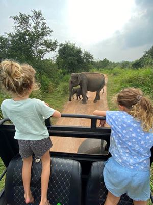 Aventure en jeep dans le parc national d’Udawalawe