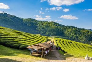 Chiang Rai