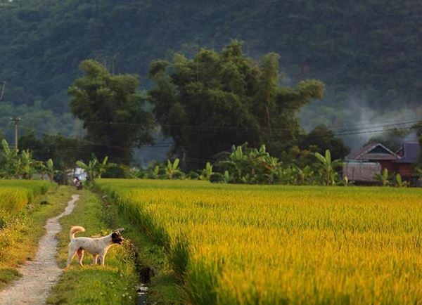 Paysages paisibles de la vallée Mai Chau