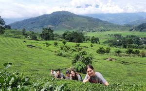 Des plantations de thé sur la route vers Nghia Lo