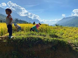 Récolte du riz au Nord, Vietnam 