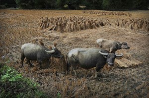 Les buffles servant aux travaux agricoles 